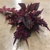 AMARANTHUS VINRÖD CRUEN VELVET